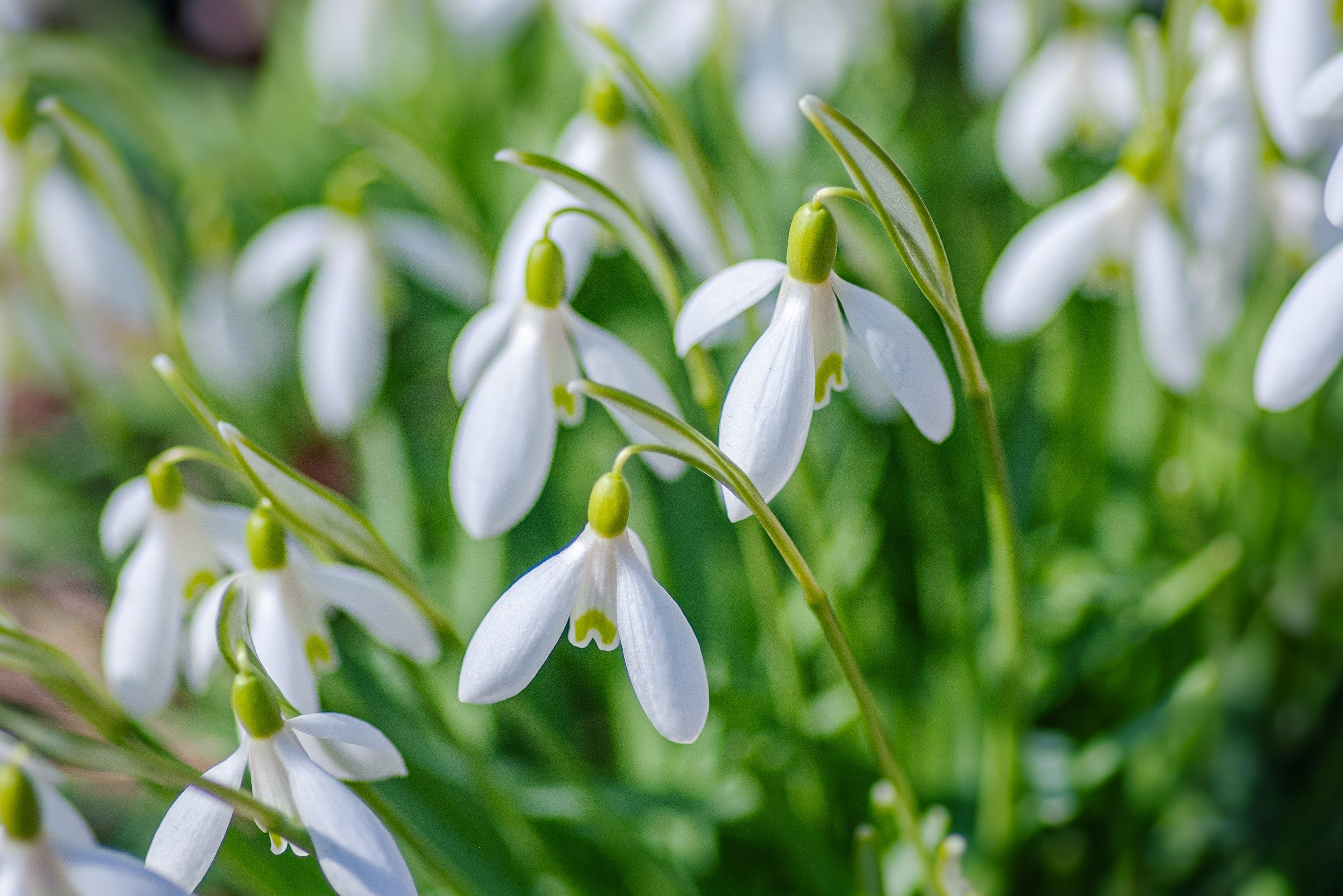 How to Hygge: Spotting the First Signs of Spring 2023 – Hygge at Home